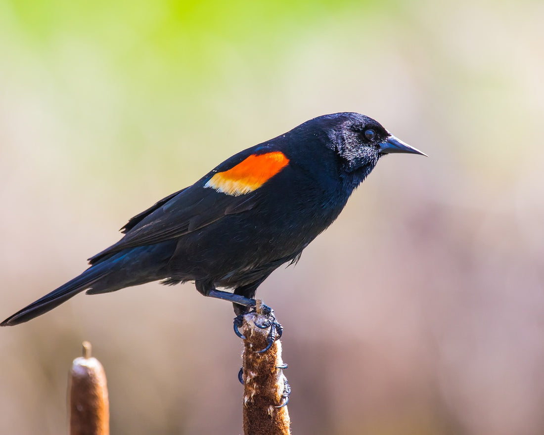 Exploring the Fascinating World of the Tricolored Blackbird with PETCAL Smart Bird Feeder