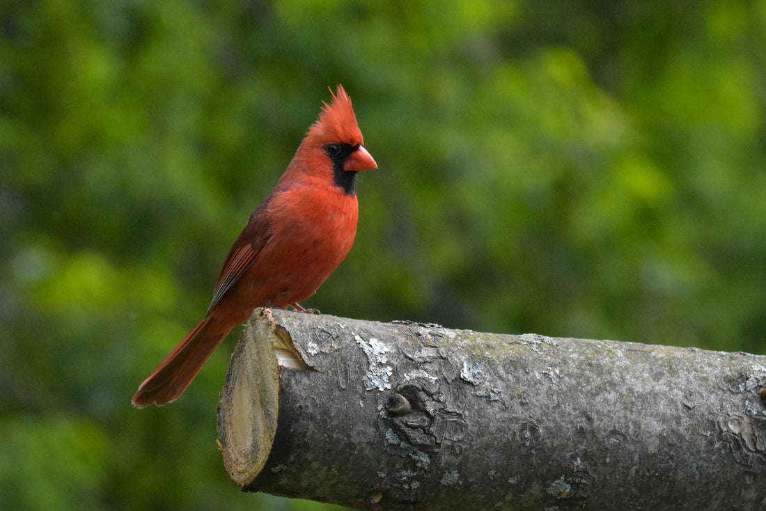 Exploring the Northern Cardinal with the PETCAL Smart Bird Feeder