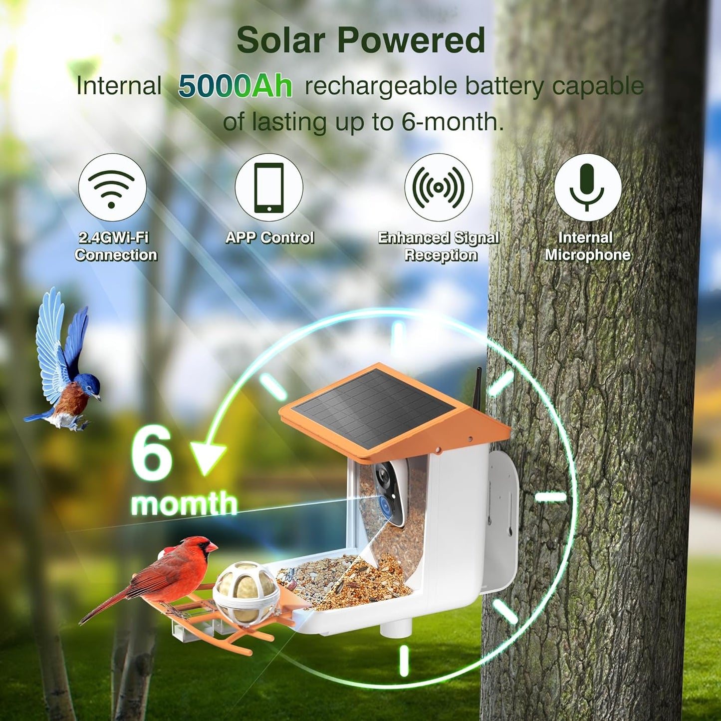 Solar-Powered 1296P HD Smart Bird Feeder with AI, Auto Video Capture & Motion Detection